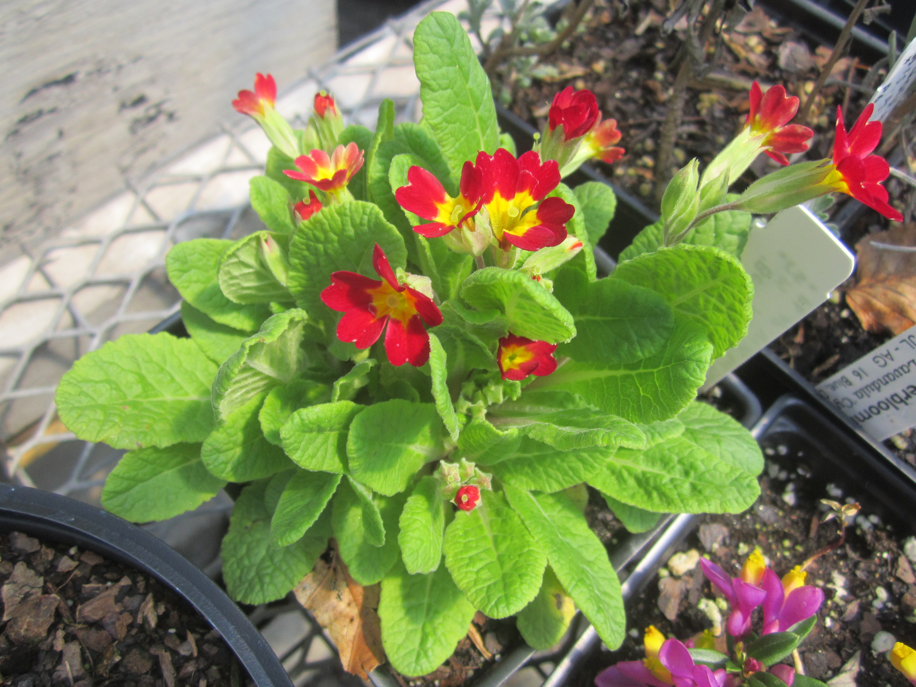 polyanthus BETTER RED - Click Image to Close